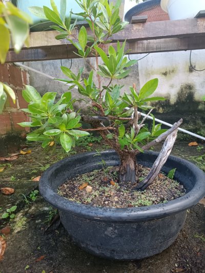 MANGUE-DE-BOTÃO