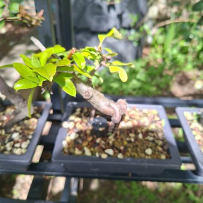 Firethorn