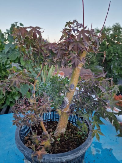 Orange dream double trunk