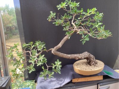 Chêne 2 Lot 2015