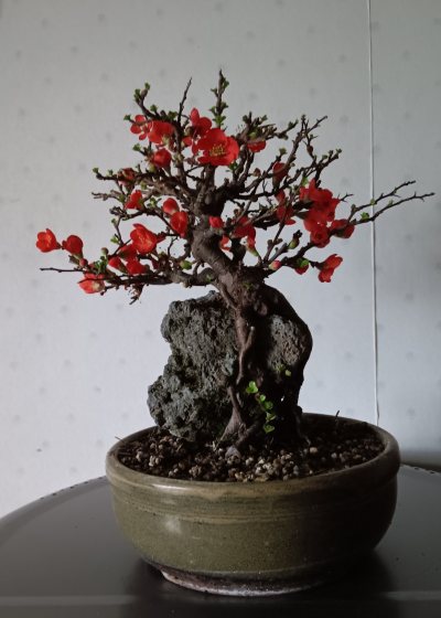 Chaenomeles