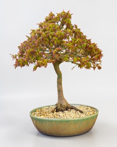 Acer Palmatum Kiyohime