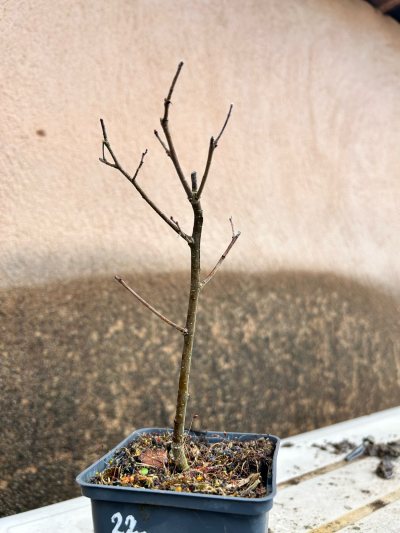 Zelkova serrata