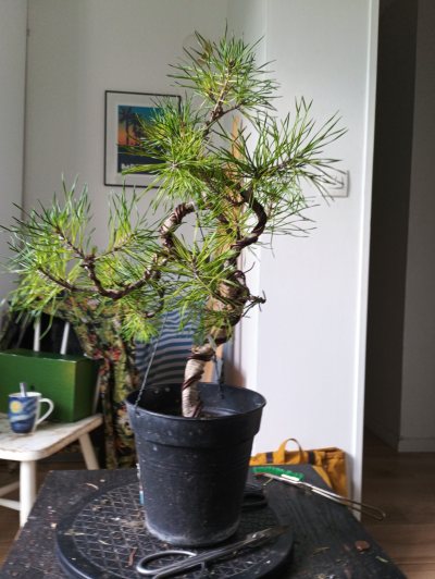 Pin Sylvestre fusion 2