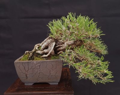 Shohin Pin noir