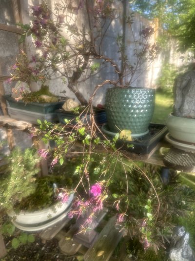 Rhododendron