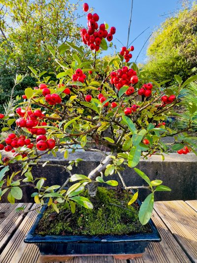 Pyracantha