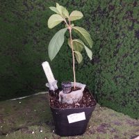 ট্রান্সপ্লান্টেশন - ২০/৫/২৬ - Photo 1/1