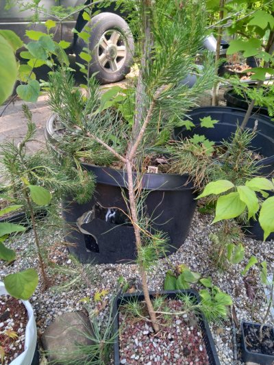 Table Mountain Pine