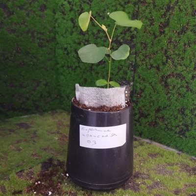 Бирючина японская БиЯ03 🌳≈◎⌑◇