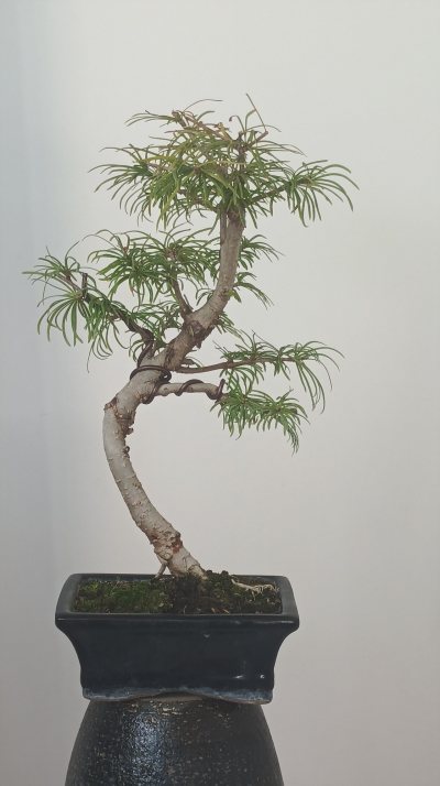 Pseudolarix 2