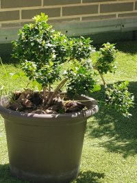 চিমটি - ১৮/৬/২৬ - Photo 1/1