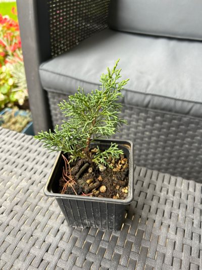 Juniperus 1