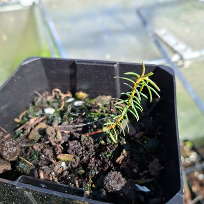 Japanese Cedar 6