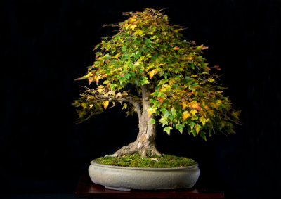 Acer buergerianum