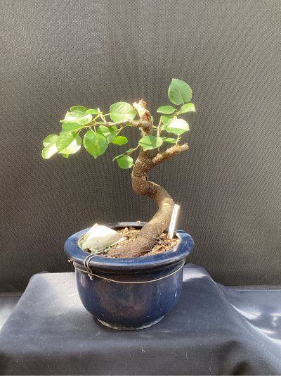 Prunus Mahaleb 3