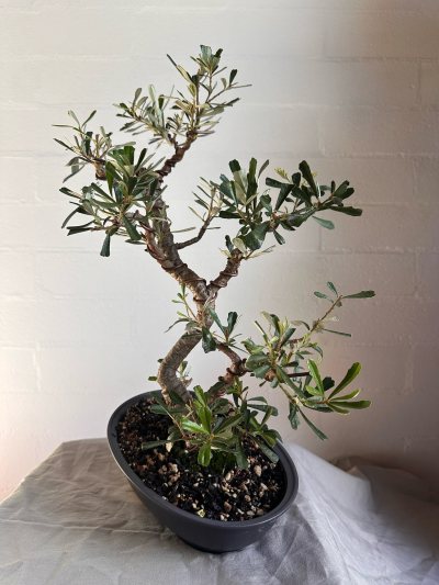 Silver Banksia