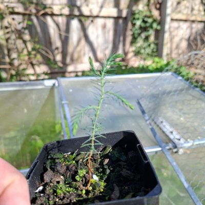 Himalayan Cypress 5