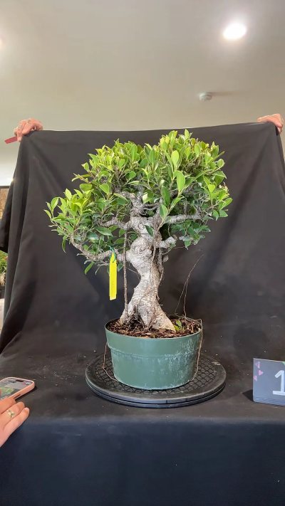 Tiger bark ficus