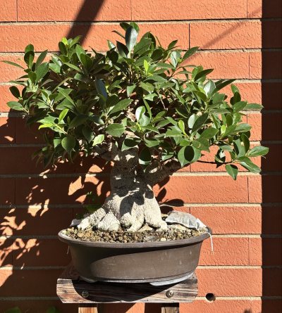 #15 Ficus Retusa