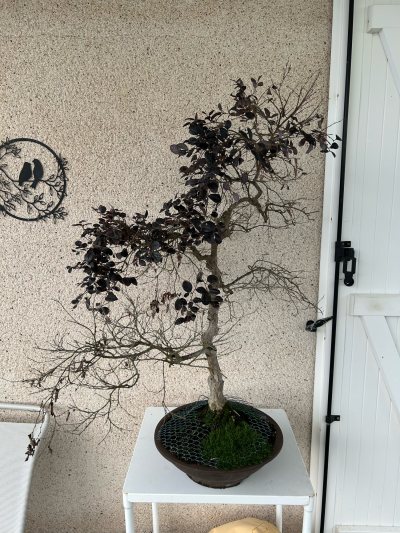 Loropetalum