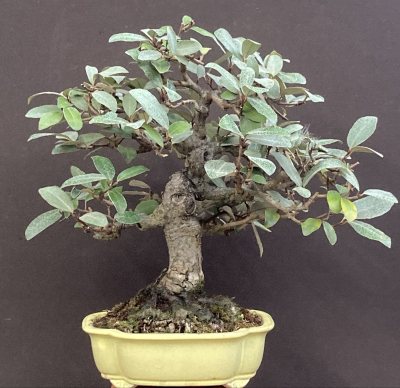 Shohin Elaeagnus Pungens