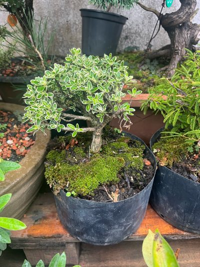 Serissa variegata