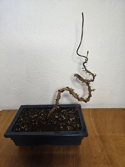Urweltmammutbaum 001