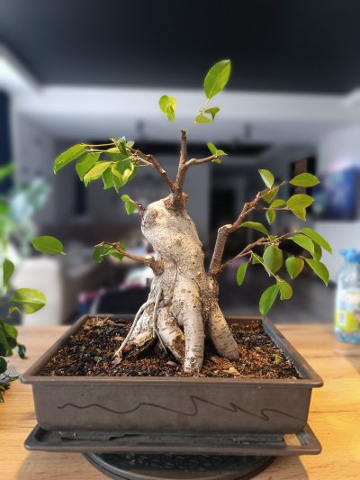 Ficus Microcarpa