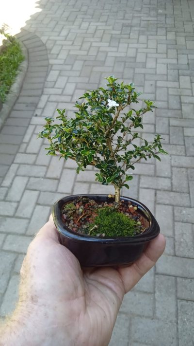 Serissa variegata