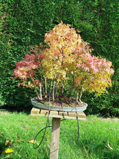 Forêt d érables palmes