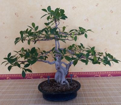 FICUS