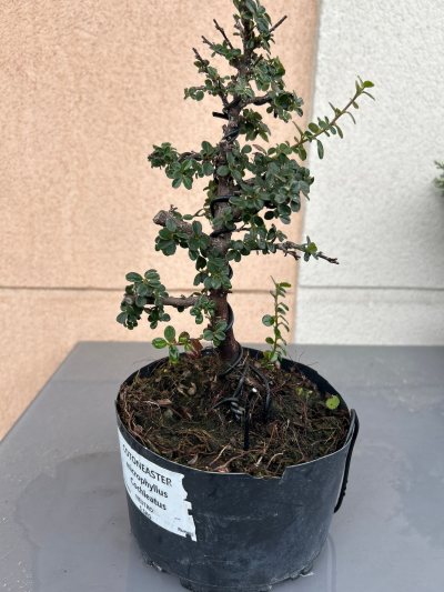 Cotoneaster 1