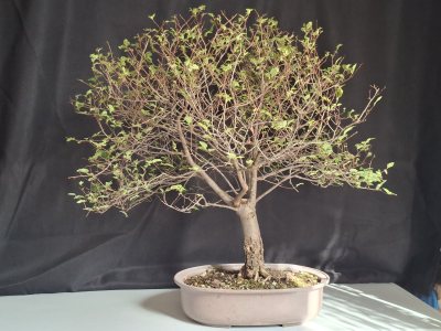 Vendita: Olmo
