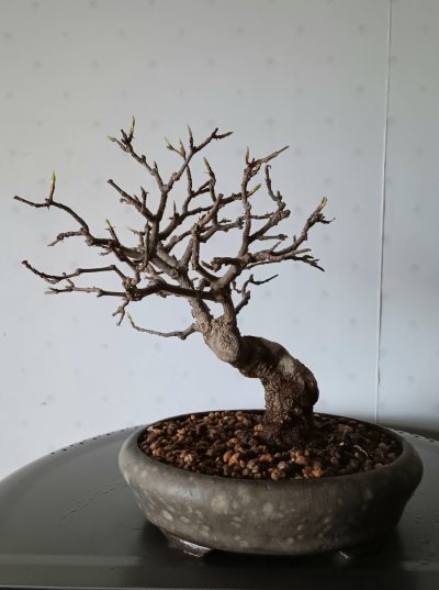 Acer buergerianum shohin