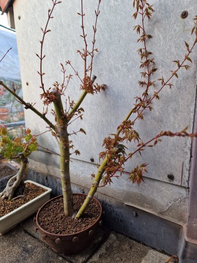 palmatum double trunk