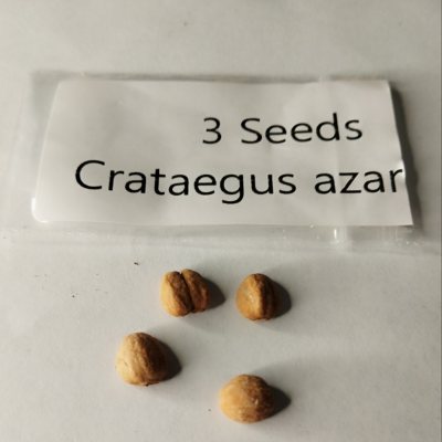 БАз01с Боярышник азароль семена