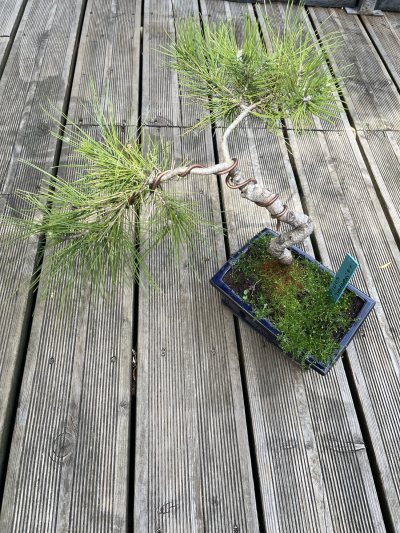 Pinus thumbergi - Pin du Japon