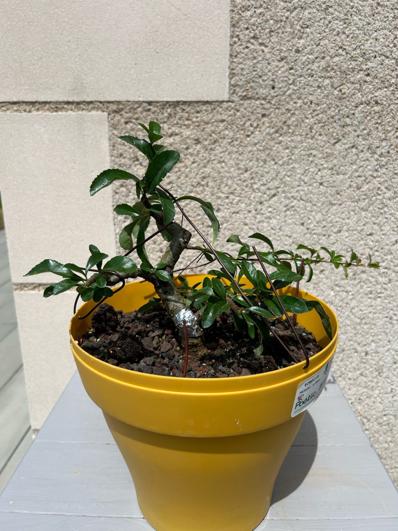 Photo 4