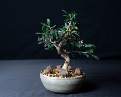 Olea