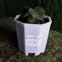 植え替え - 2026/05/21 - Photo 1/1