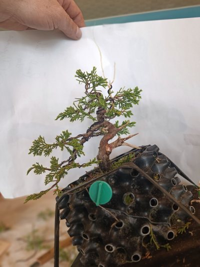 Juniperus semi cascade