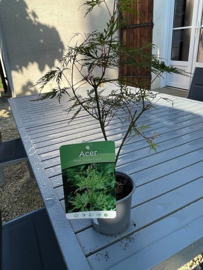 Acer emerald lice