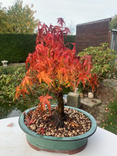 Acer Palmatum 1