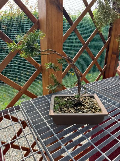 Tasso corso base bonsai