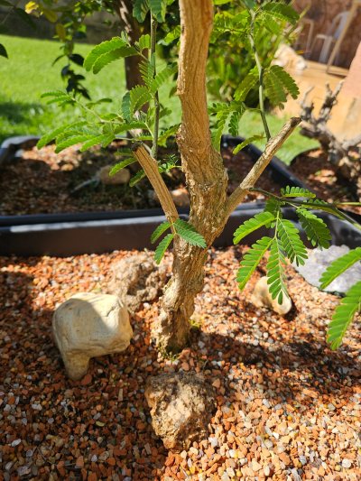 Piteco Dumolsum Le AK