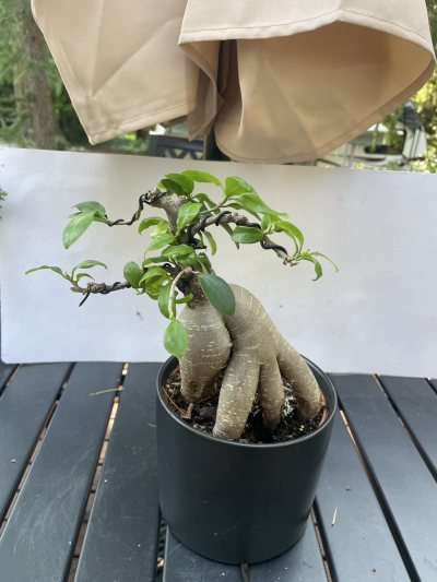 Ficus #1
