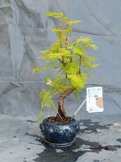 Metasekwoja