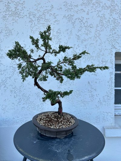 Genévrier chinensis