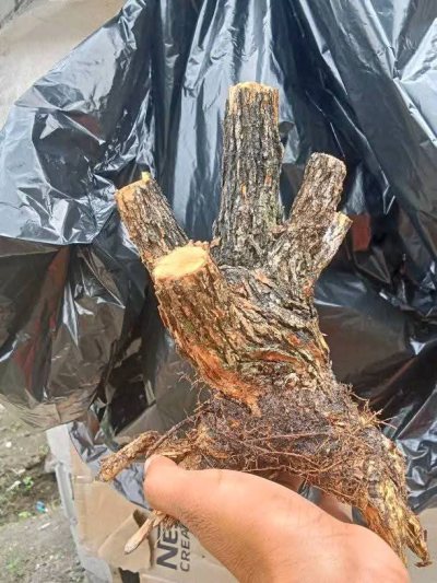 Buddha Palm